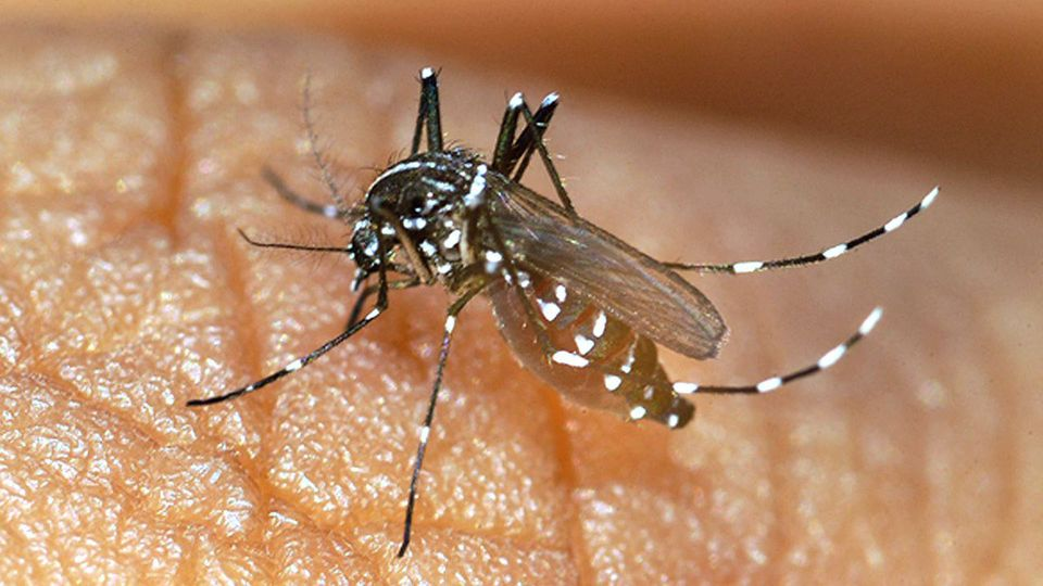 Zaradi podnebnih sprememb bodo komarji in klopi po Evropi prenašali vedno več nalezljivih bolezni