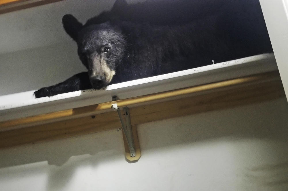 (VIDEO) Saj ni res, pa vendar je! Medved vpadel v hišo, naredil nered in zaspal v omari