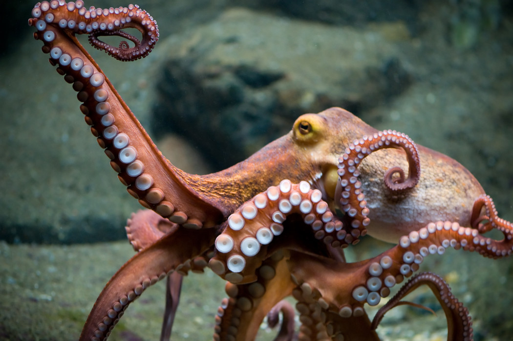 “Hobotnica v solati” ali kako je Alenka Bratušek “pokvarjeno” hobotnico zamenjala s svojo “dobro” hobotnico – Šarec zakonitost ravnanja Bratuškove zaenkrat prepušča “ustreznim organom”