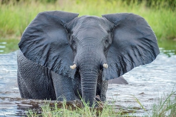 Pojasnjena skrivnost pogina 330-ih slonov v Bocvani