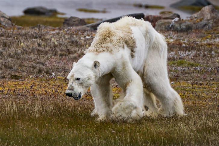 Kdo je Cristina Mittermeier, ki je leta 2017 objavila fotografijo izčrpanega polarnega medveda na neplodni arktični tundri –  Kako lahko fotografija in pripovedovanje apatijo spremenita v podnebno akcijo