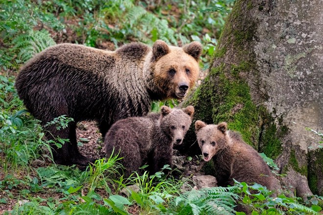 V Alpe Adria Green jezni na Ano Roš, ker je Slovenijo v Amsterdamu “promovirala z medvedjo šapo” – Z medvedjim mesom “postregli” tudi britanskemu premierju Borisu Johnsonu