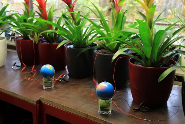 Električna energija iz rastlin – Znanstveniki proizvedli elektriko iz grma v novem preboju obnovljivih virov energije