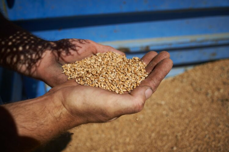“Žito med Poljsko in Ukrajino “- Poljska je danes prepovedala uvoz ukrajinskega žita in večine druge hrane, “ki ji cenejši ukrajinski pridelki predstavljajo nelojalno konkurenco”