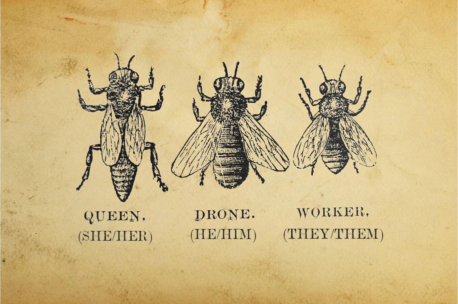 “Trditev Slavoja Žižka, da so čebele delavke »dobesedno transspolne« in »nebinarne«, nima podlage v realnosti,” trdi evolucijski biolog Colin Wright