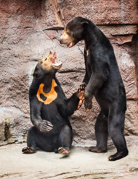 “Sem malajski sončni medved!” -Kitajski živalski vrt zanika, da so nekateri njegovi medvedi morda ljudje v kostumih