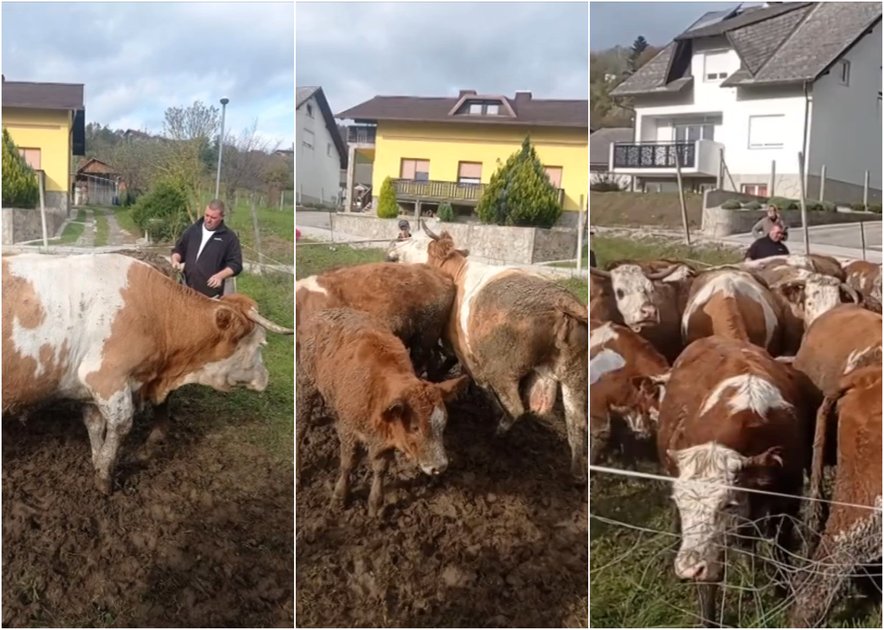 Bodo kmetu krave vrnili? Ministrstvo odpravilo odločbo o odvzemu goveda pri Krškem